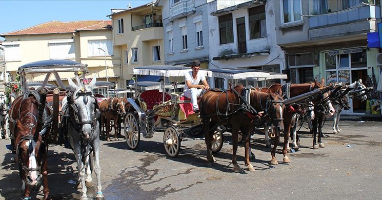 Adalar'da 81 At İtlaf Edildi