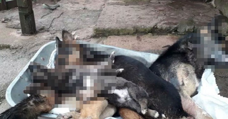 Bartın'da Vahşet! 6 Köpek Zehirlendi