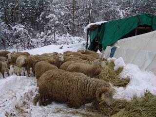 Bilecik'te aşırı kar yağışı sonucu ahır çöktü