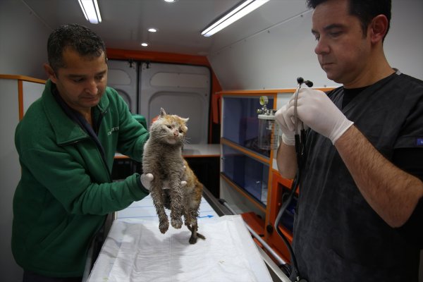 Enkaz altından çıkarılan kedi artık Antalya'da