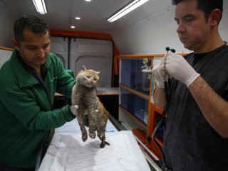 Enkaz altından çıkarılan kedi artık Antalya'da