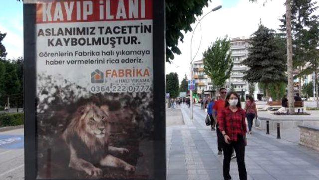 Aslan görüldü iddiaları sonrası Çorum'u karıştıran kayıp aslan ilanı