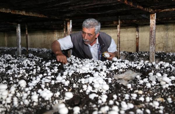 Antalya'nın Korkuteli ilçesi Türkiye'nin mantar üretiminin yüzde 30'unu karşılıyor