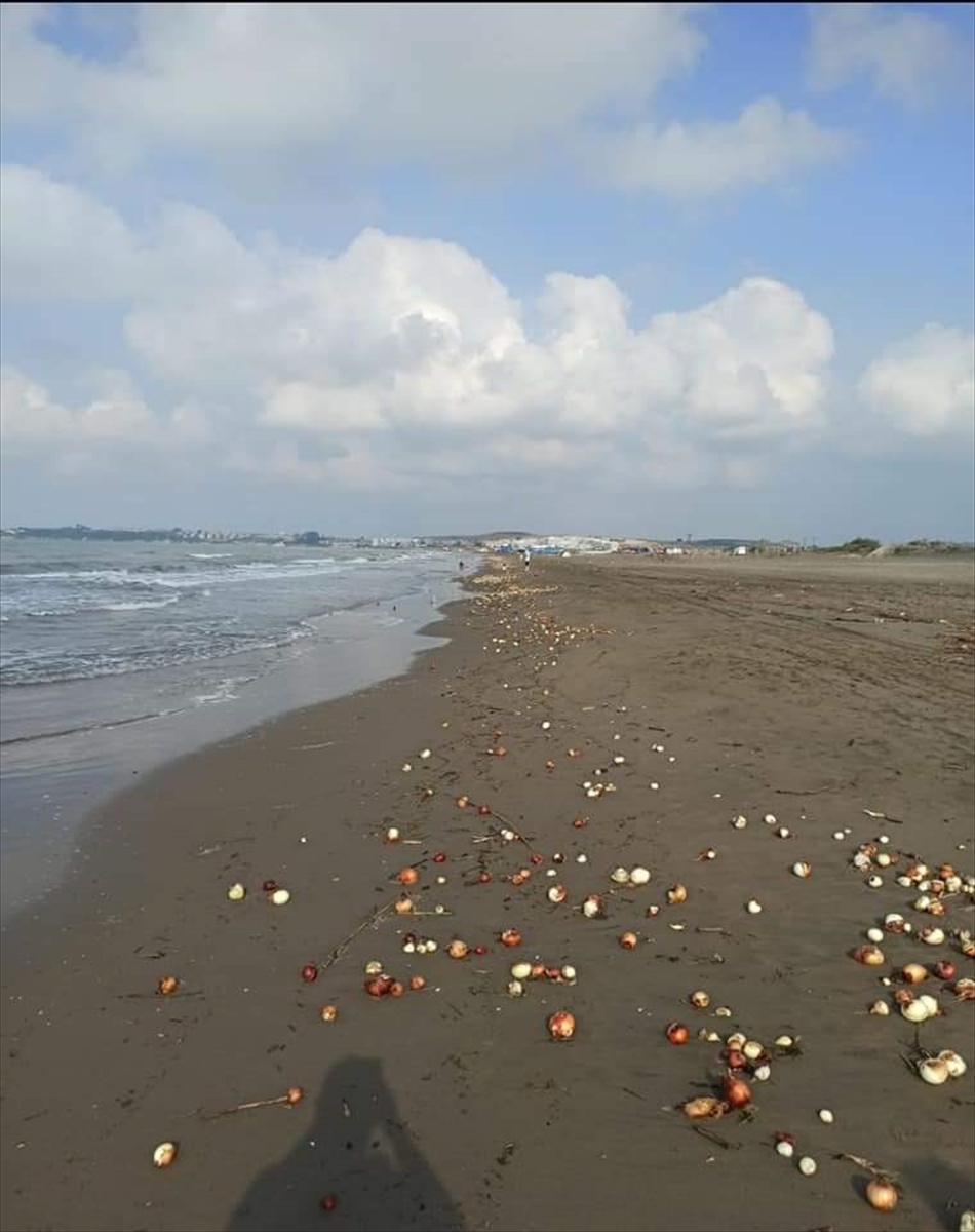 Adana da plajı dolduran soğanlar şaşırttı #1
