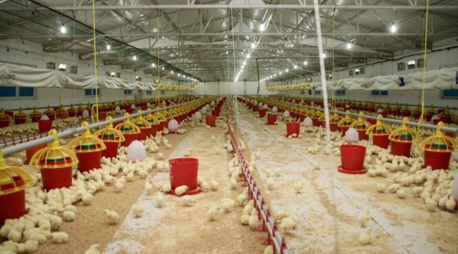 Şenpiliç ekosistemi sözleşmeli çiftliklerle geçen yıl 4.200 kişiye istihdam sağladı